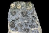 Ammonite (Promicroceras) Cluster - Marston Magna, England #176369-2